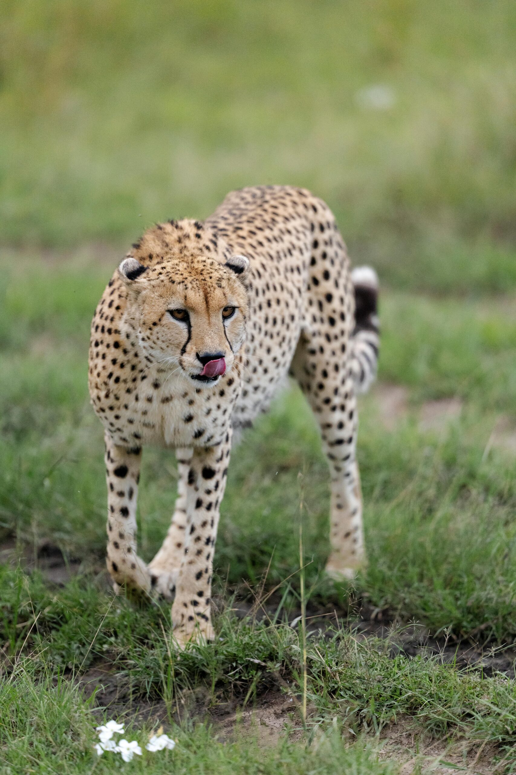 pexels-hugosykes-30705113