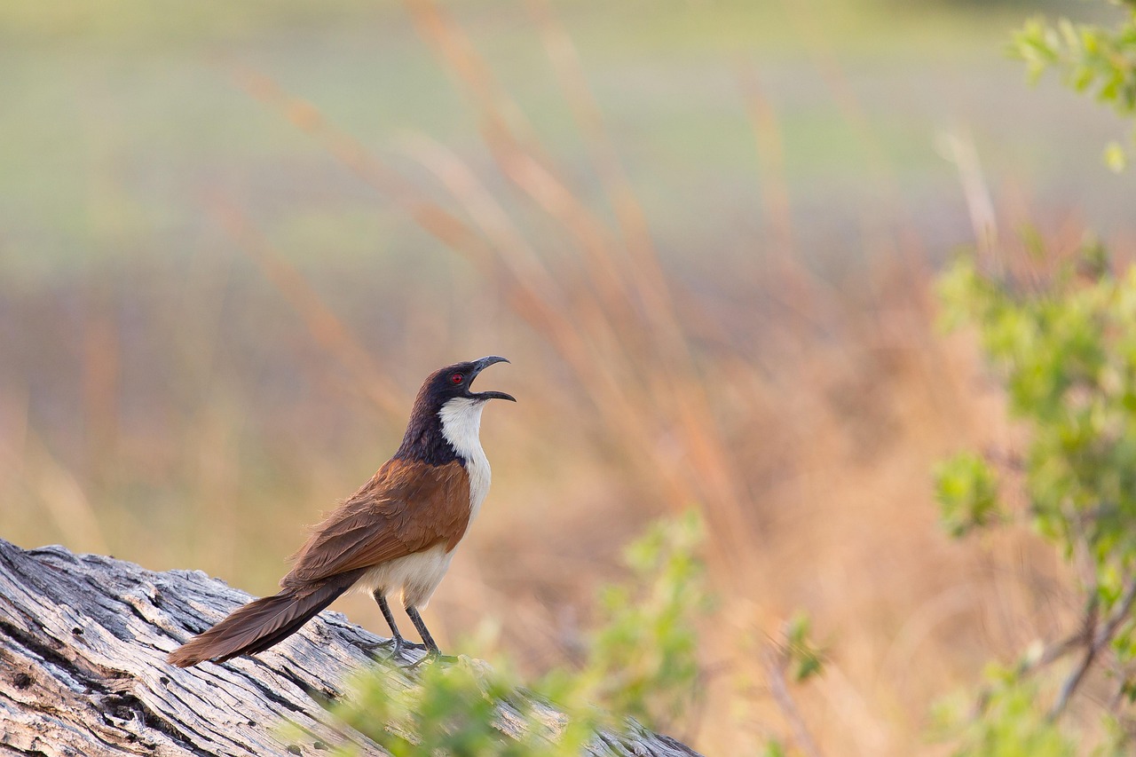 senegal-coucal-4999055_1280